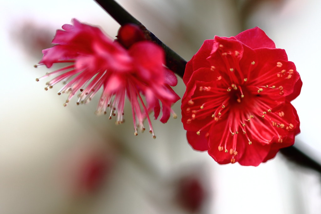 Red Plum Blossom zhihong yu Flickr