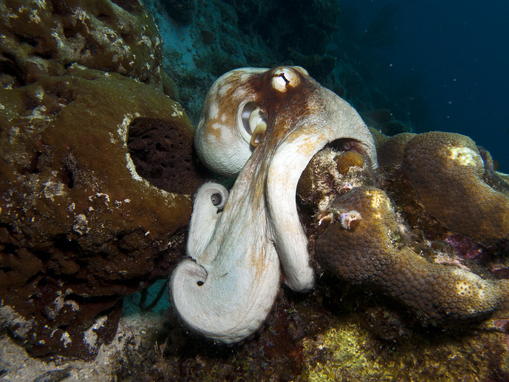 All sizes Octopus Flickr Photo Sharing!