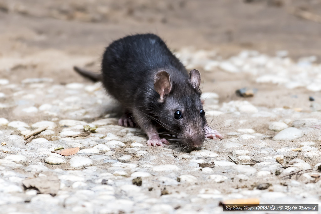 Black Rat (murine rodents)_DSC13552 Rats, many hates them… Flickr