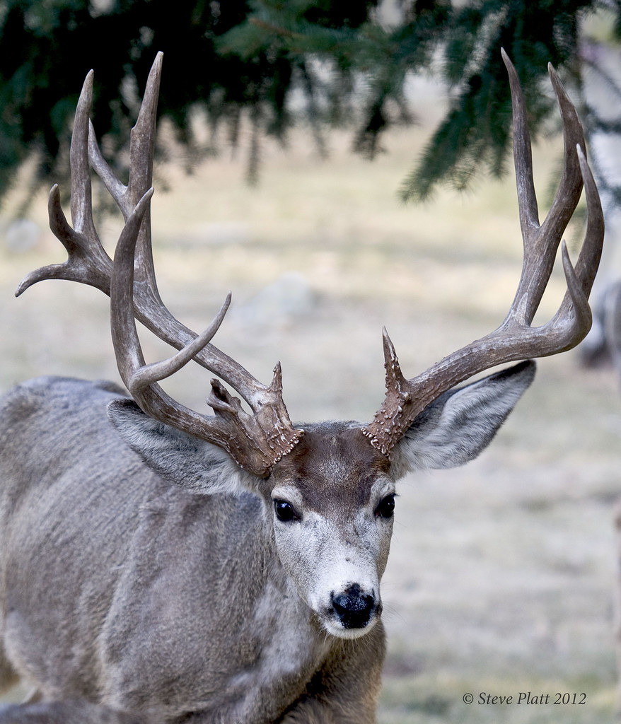 Big Buck I won't name names, but thanks for the tip on fin… Flickr