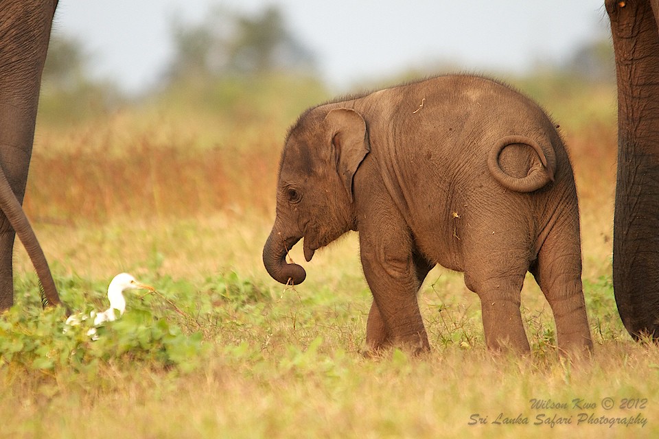IMG_5674 Baby Elephant with Egret Wilson Kwo Flickr