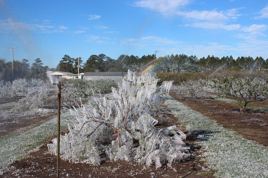 Freeze protection on fruit trees Jason Kruse Flickr