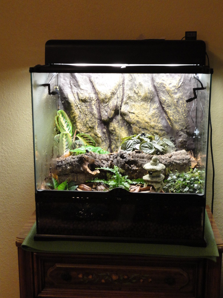 Full Vivarium Full Vivarium set up Martin Meier Flickr