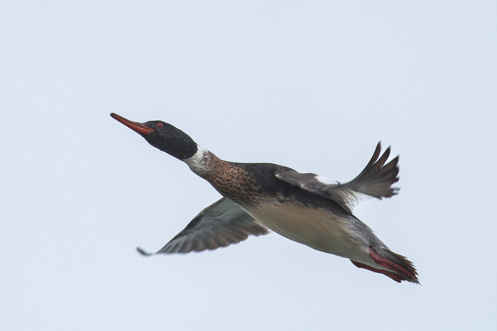 Red Breasted Merganser Flying