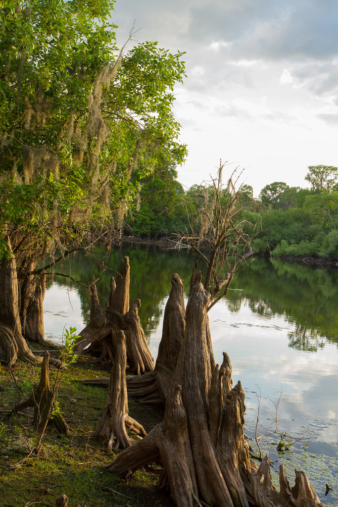 Lettuce Park Tampa Flickr
