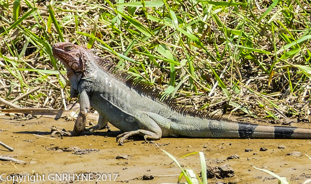 IGUANA (TASTES LIKE CHICKEN), 47 COSTA RICA RHYNE Flickr