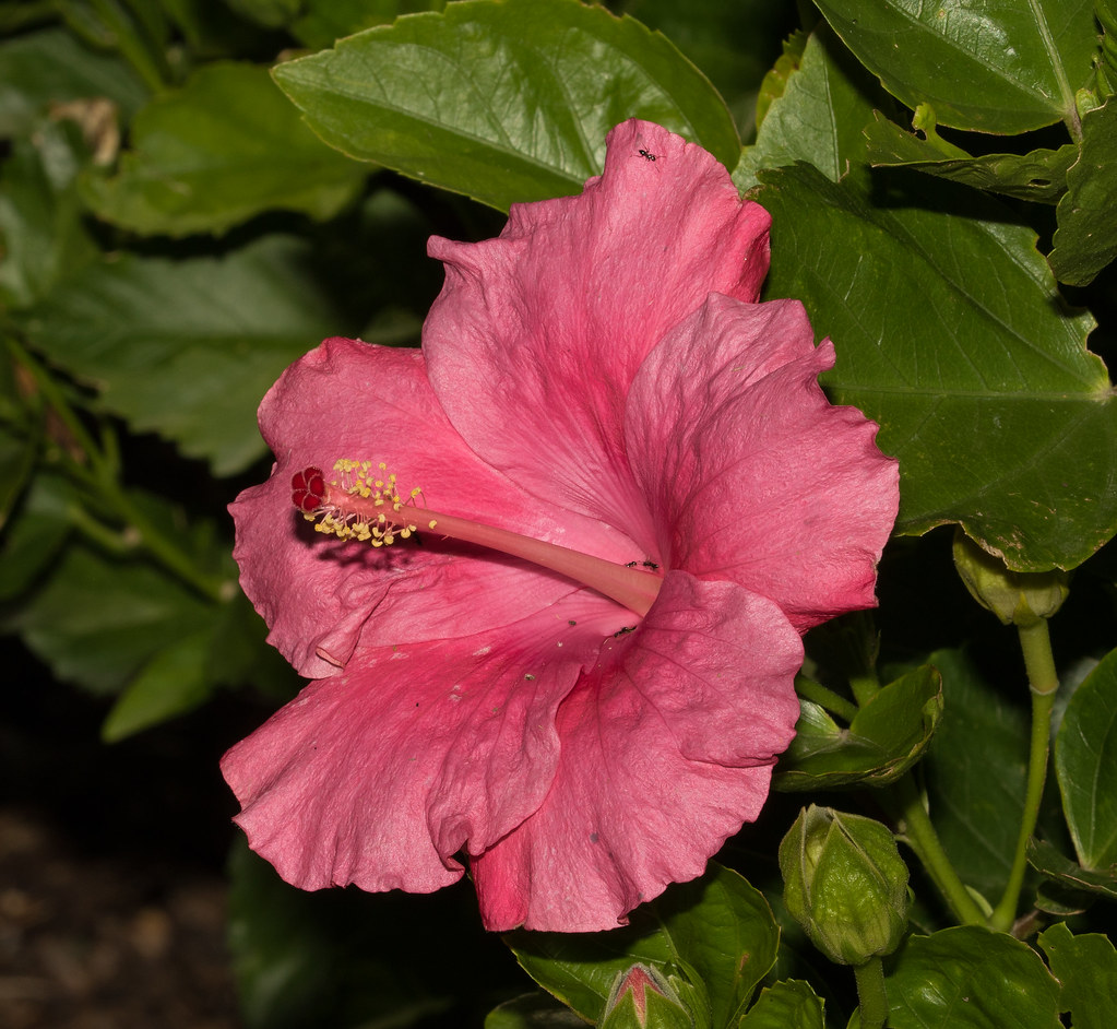 Hibiscus Flower Hunter Valley Gardens (Private Gardens) … Flickr