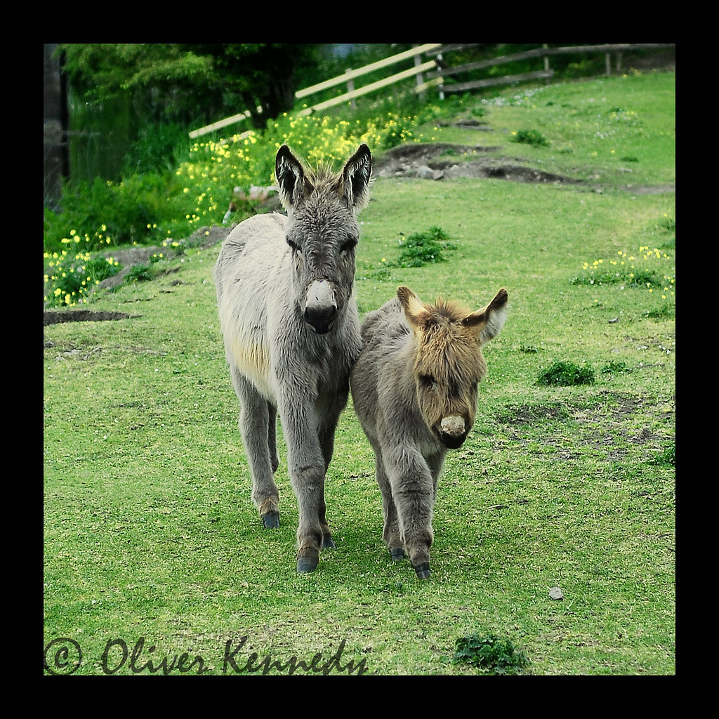 The Donkeys Pictures of mini donkeys County Meath, Ireland… Flickr
