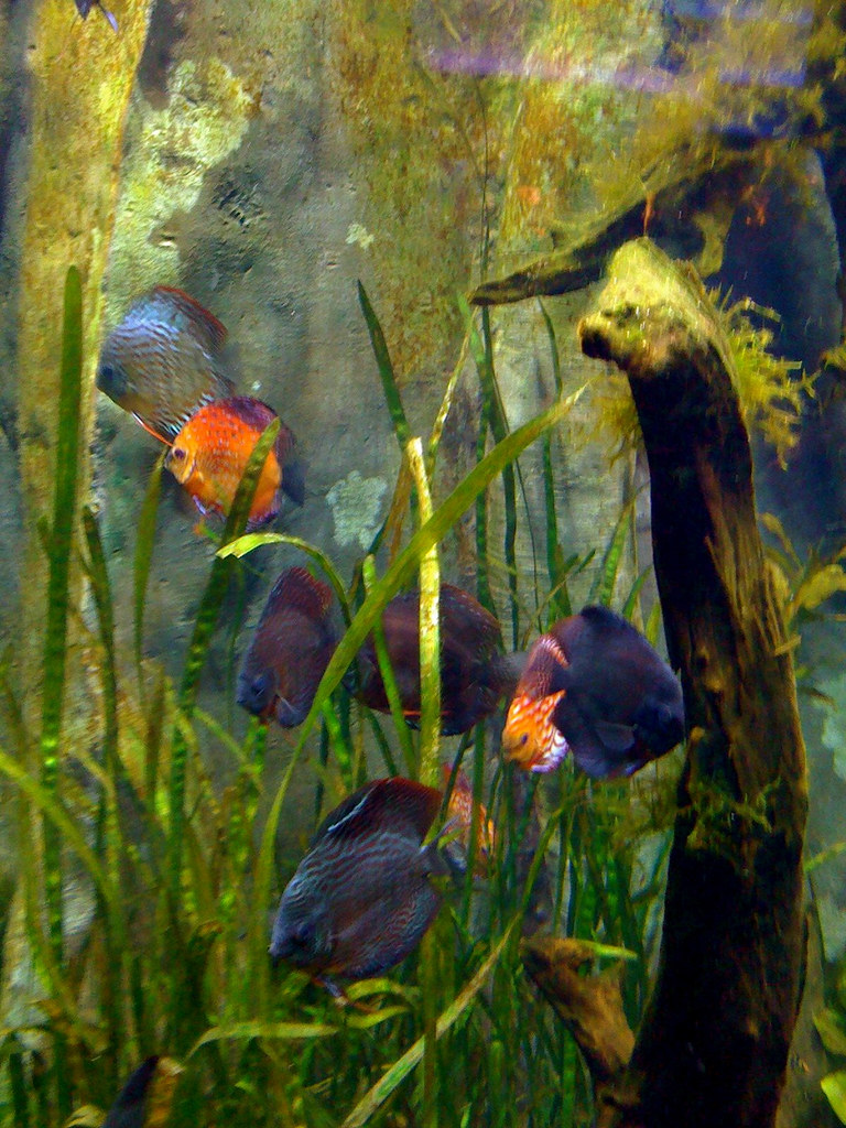 Aquarium 225 Baker St NW Atlanta, Ga Iphone 3G Flickr