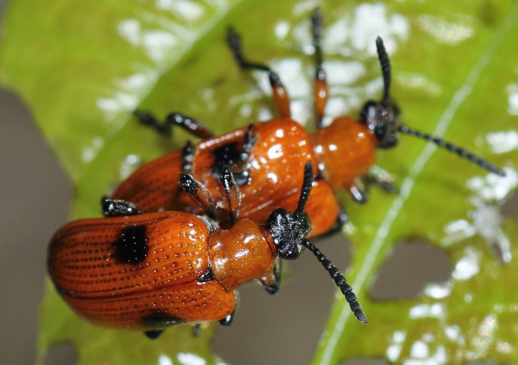 Leaf Beetle (2b) mating on Aerial Yam, Air Potato leaf Flickr