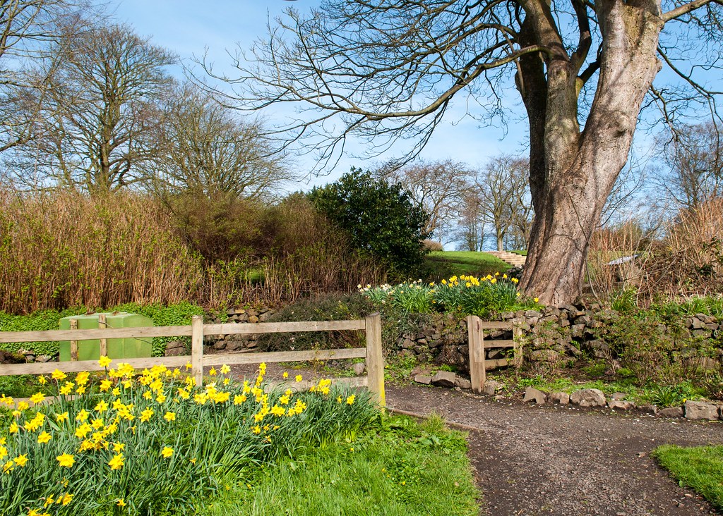 Daffodil Gardens Coleraine Spring 2012 Deirdre Gregg Flickr