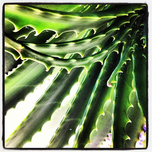 cactus iphoneography iphone instagram igers iphonesi