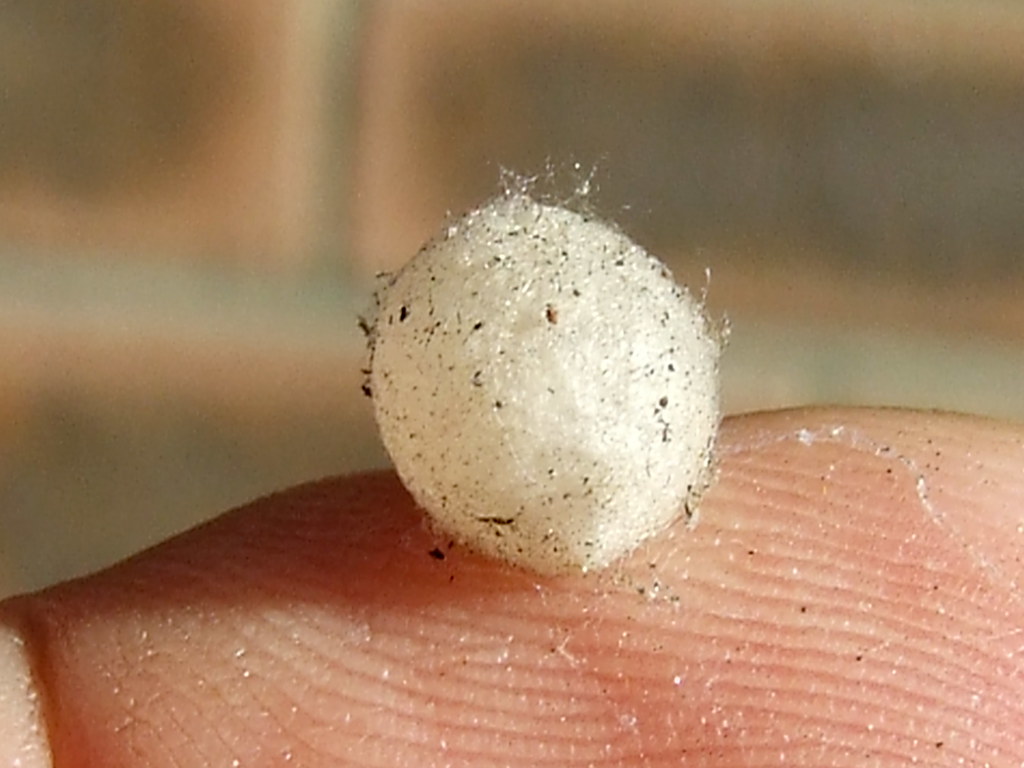 Theridiidae>Latrodectus hasselti Redback spider Egg DSCF85… Flickr