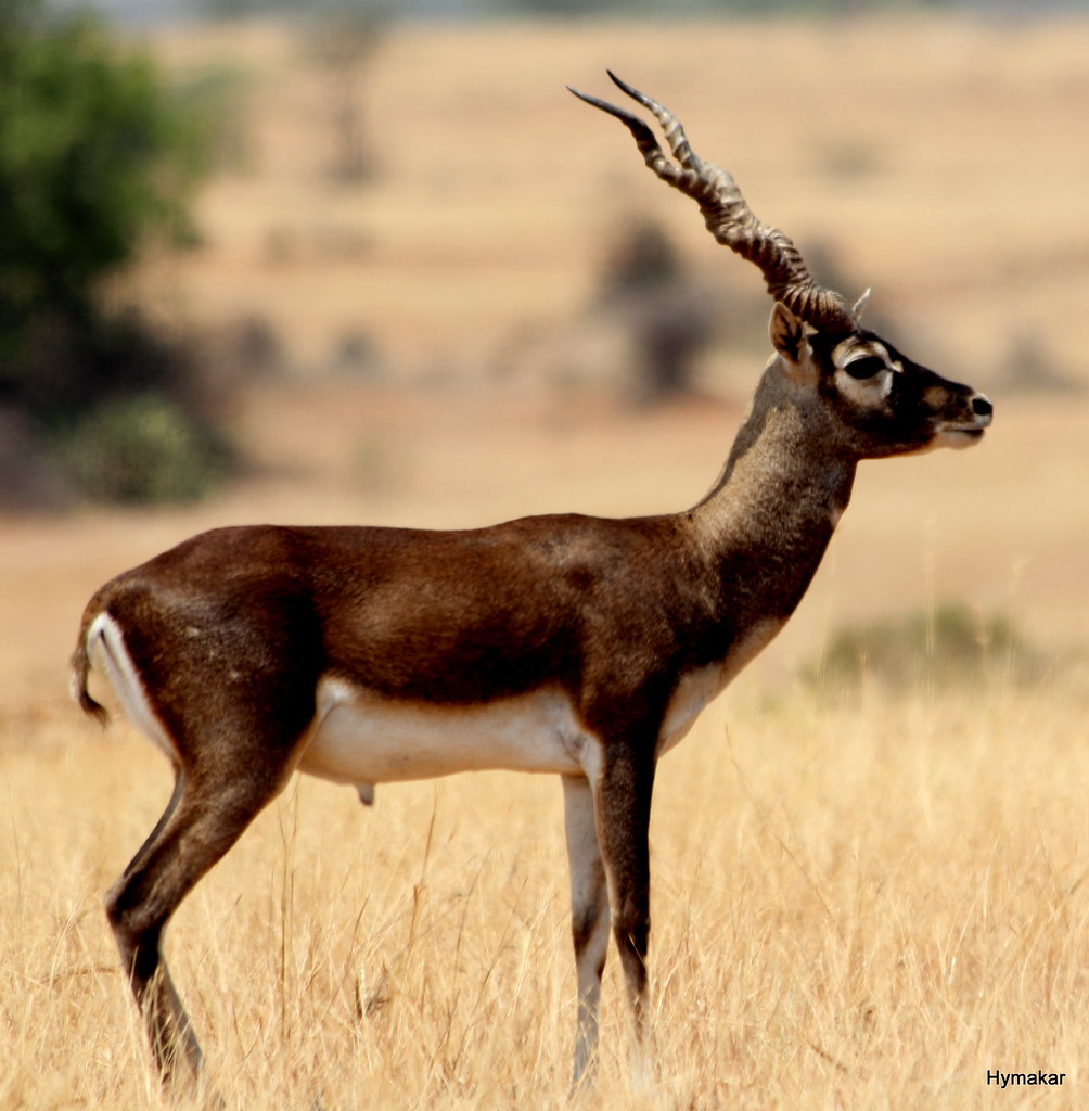 Black buck Jayamangali Blackbuck image captured at Jayam… Flickr