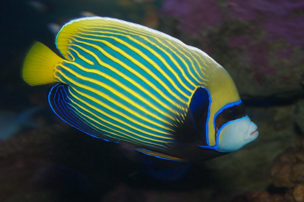 emperor angelfish, Pomacanthus imperator, Brian Gratwicke Flickr