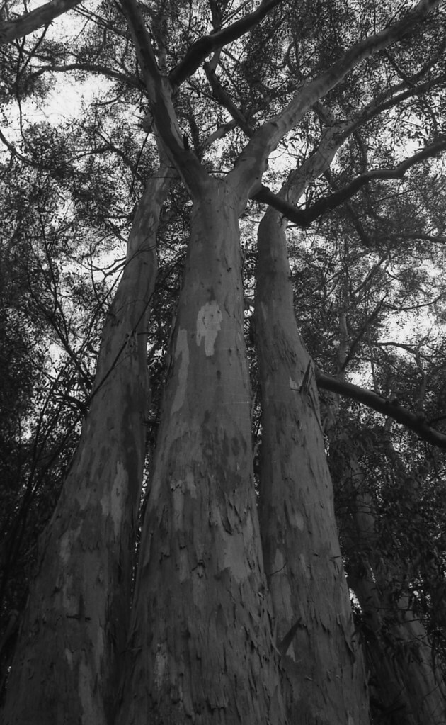 neg17 Ricoh Ilford hp4 DoloresRosefilm Flickr