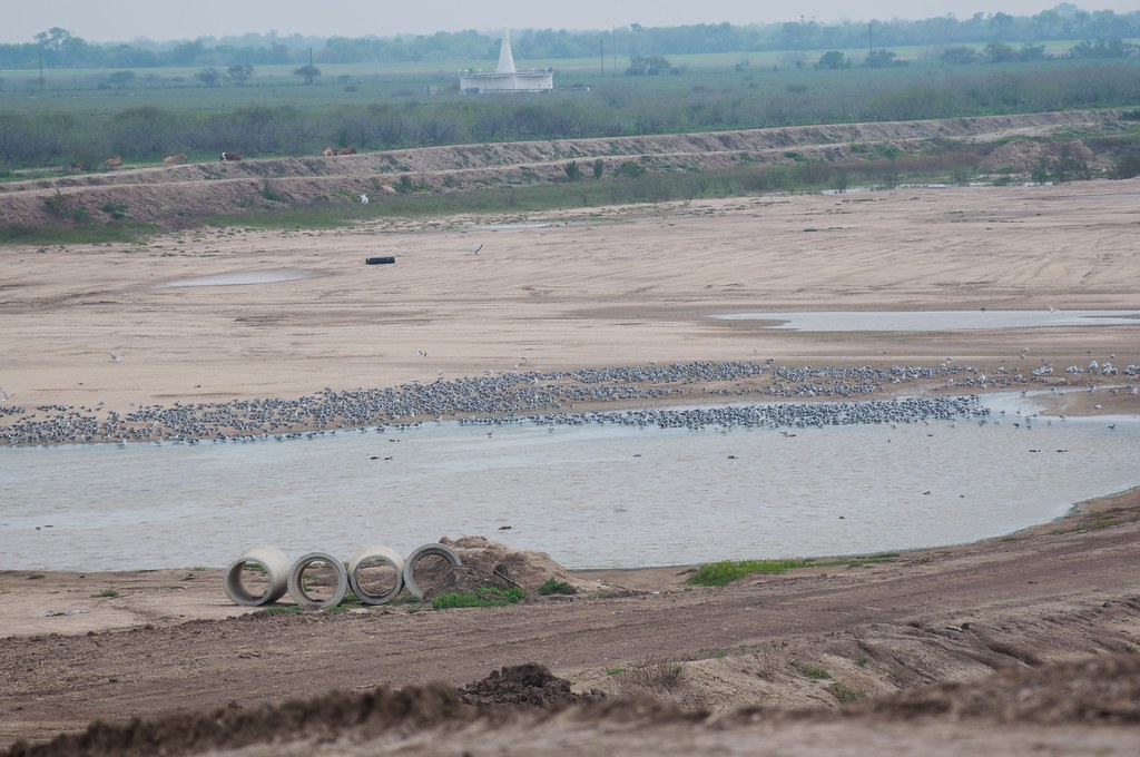 Brownsville Landfill gulls Brownsville Landfill, Brownsvil… Flickr
