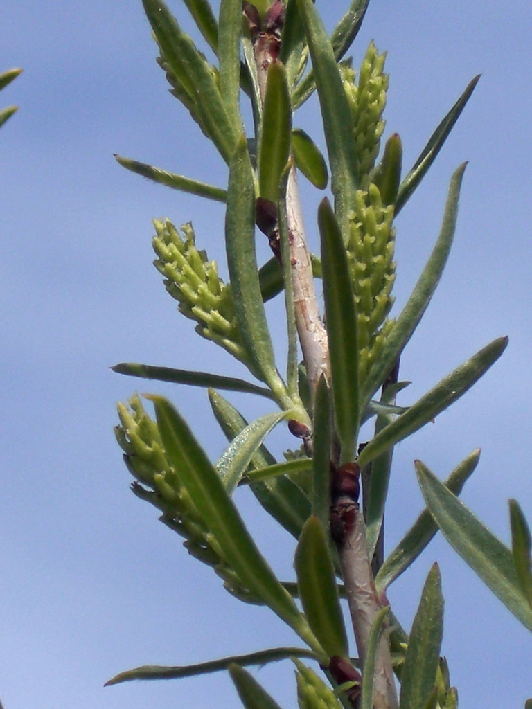 Coyote willow (Plants of the Middle Rio Grande Bosque) · iNaturalist