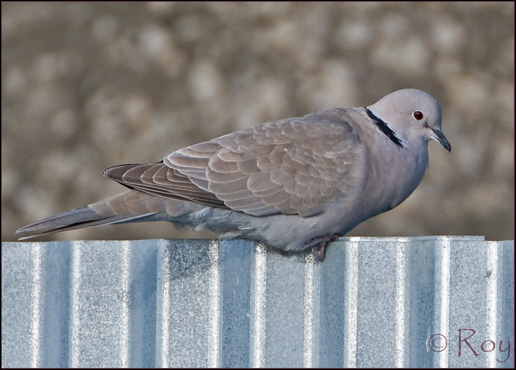 Eurasian CollaredDove Tybee Island, Coast, USA … Flickr
