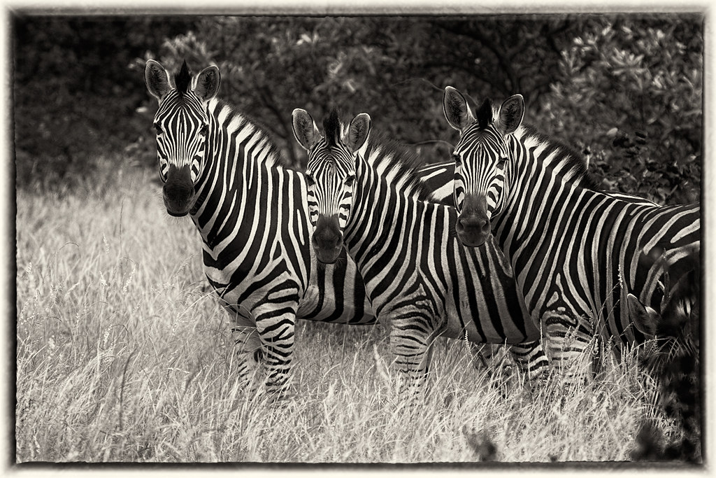 How Did Zebras Get Their Stripes? 'One of the most distinc… Flickr