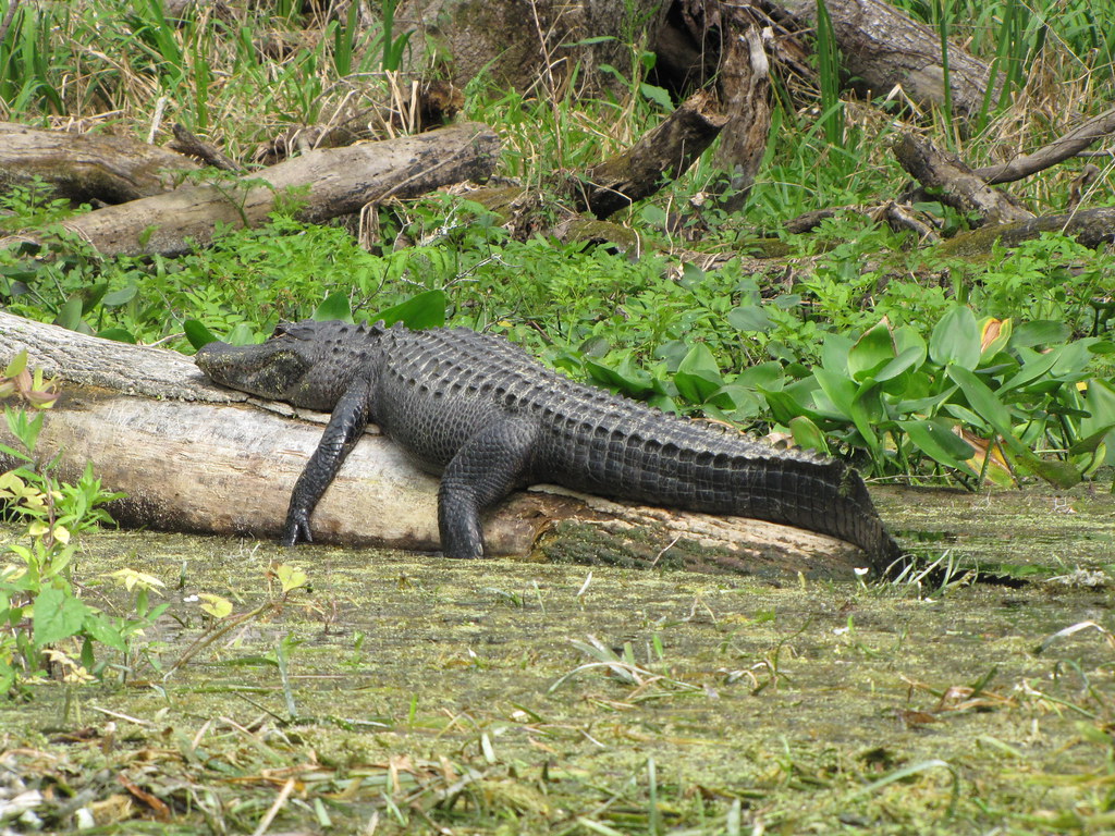 Alligator Canoe trip from Silver River Park to Silver Spri… Flickr