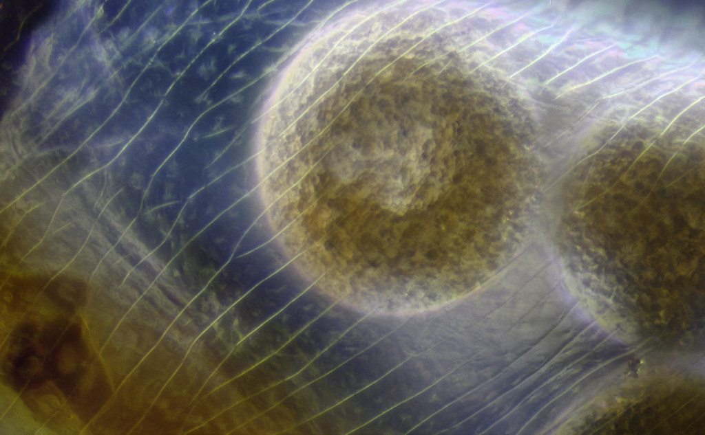 Water flea eggs Specious Reasons Flickr