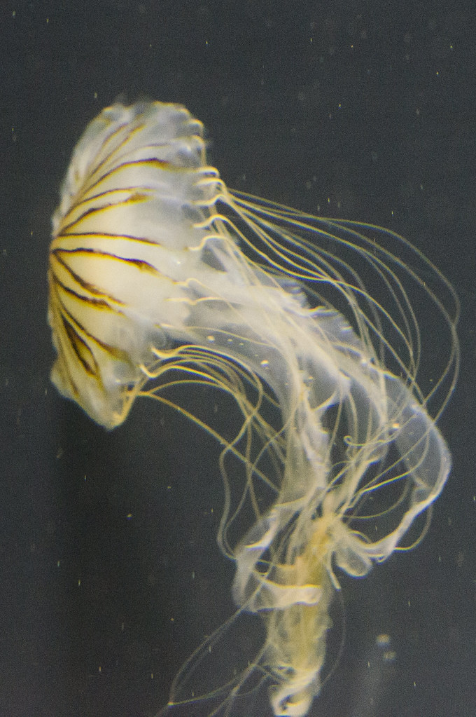Jellyfish Camera Sony NEX5n Lens Sony DT 50mm f/1.8 (wi… Flickr