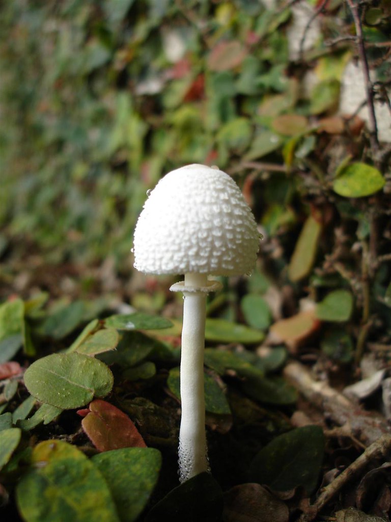 Wild Mushroom Khali Estate, Binsar, Uttarakhand, India khaliestate