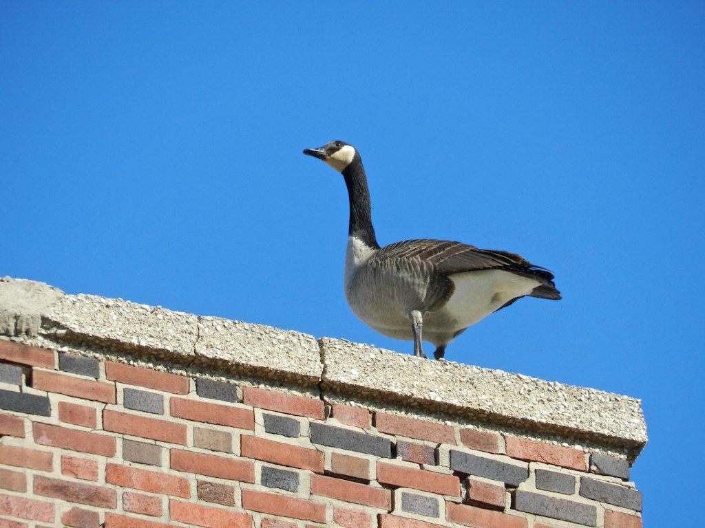 Humboldt Park 31312 Flickr