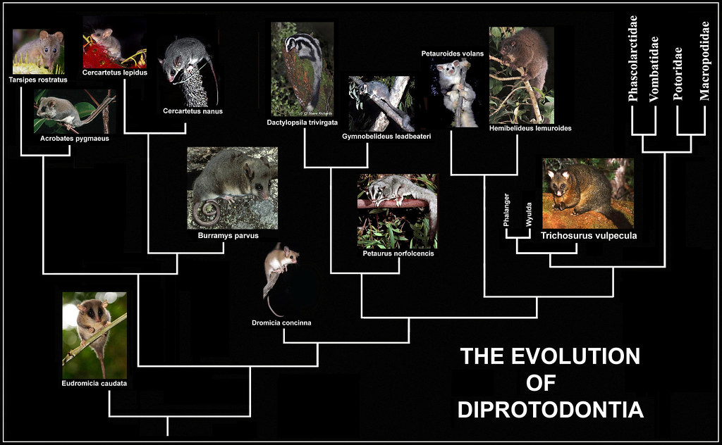 The Evolution of Diprotodontia a photo on Flickriver