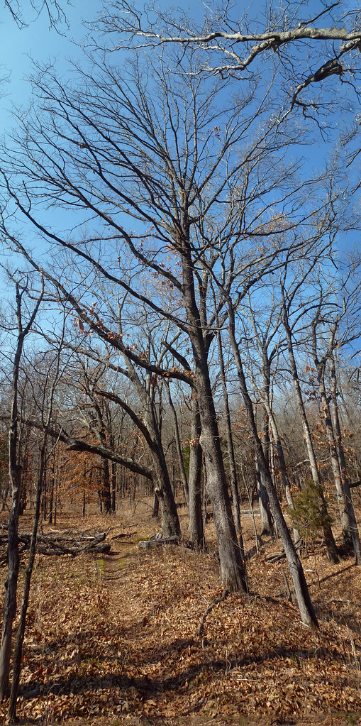 Tall Trees Granger Meador Flickr