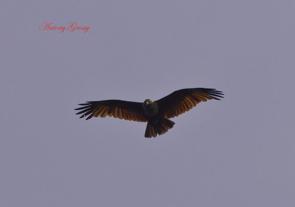Brahminy Kite Soaring on Thermals The Brahminy Kite (Halia… Flickr