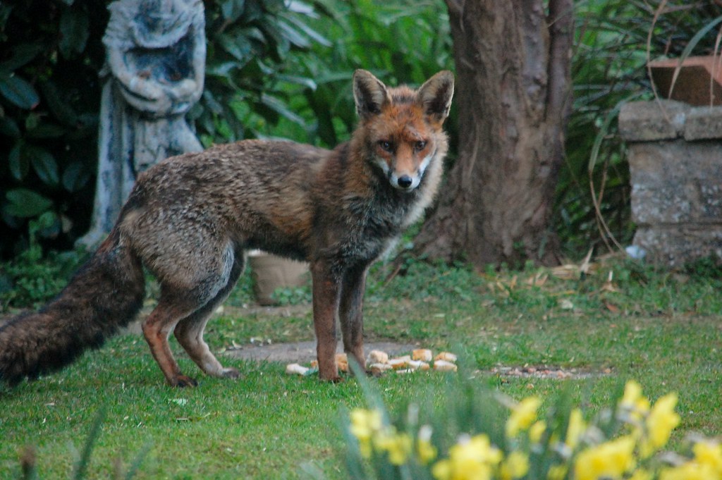 Fox cub watch Day 8 Handsome Pa Fox, I am sure he poses fo… J Bloom