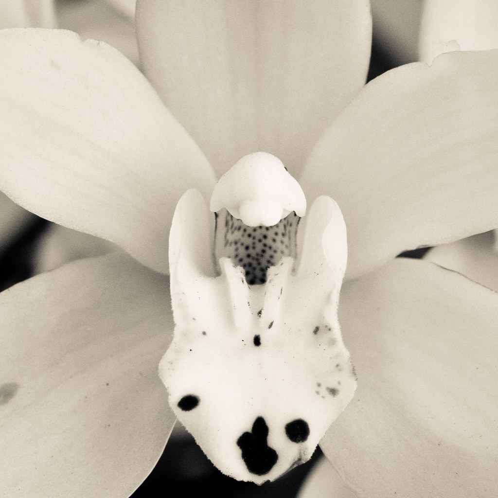 flowers2 Analuisa Alvarado Flickr