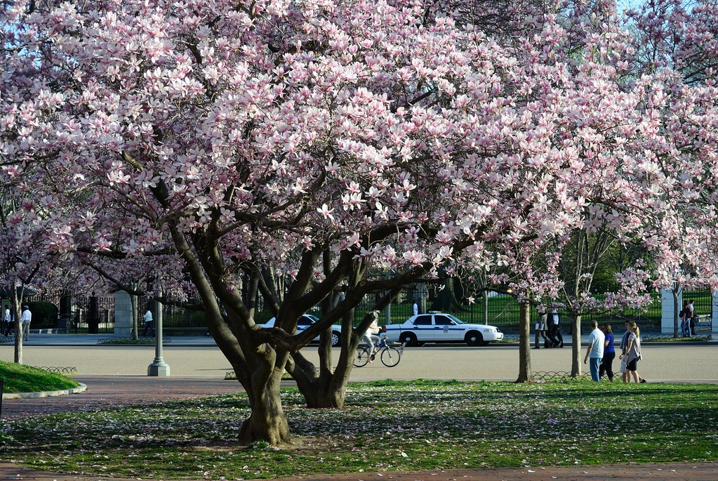 Saucer Magnolias, Lafayette Square Jean & Oliver Flickr