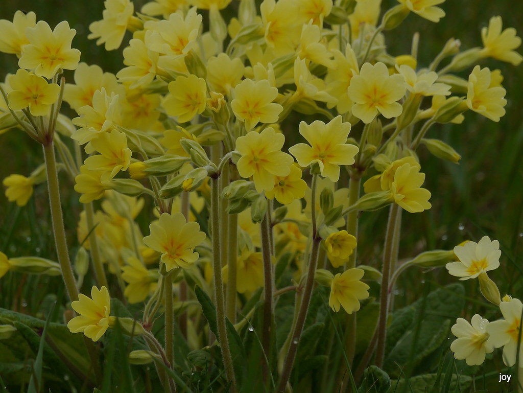 Heavenly Hybrids False OxlipPrimula x polyantha This plan… Flickr