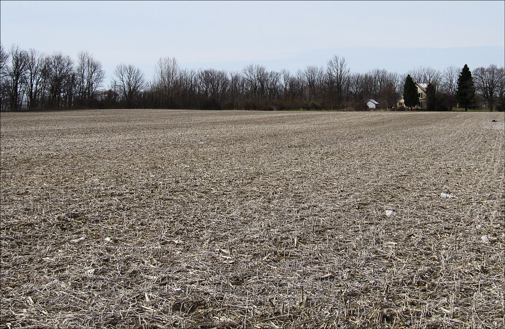 Unplowed Field Dave Buckle Flickr