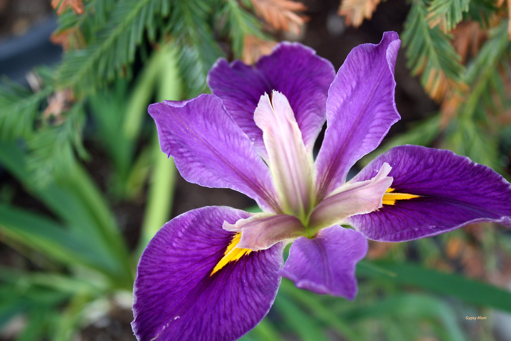 Beautiful flower at Laguna Nursery Laguna Beach, CA Trudi