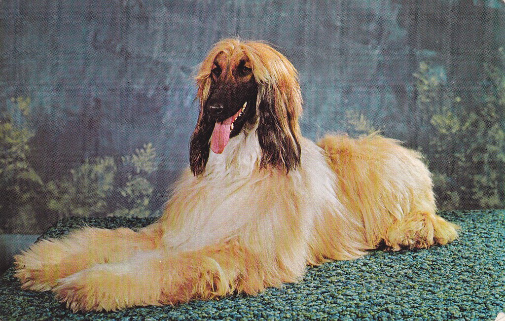 vintage afghan postcard Muzik Hounds Flickr