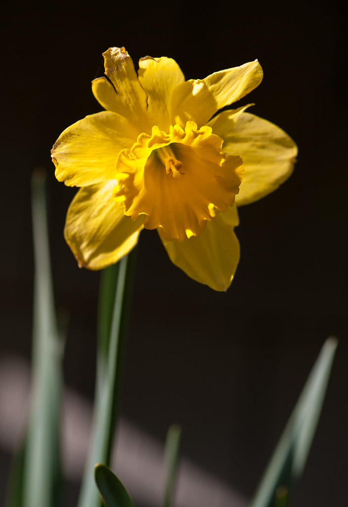 Imperfect flower Marny10 Flickr