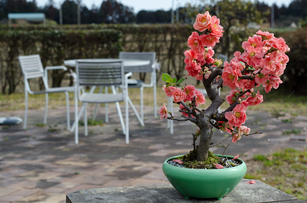 Chinese flowering quince bonsai Bec 30th birthday present … Flickr