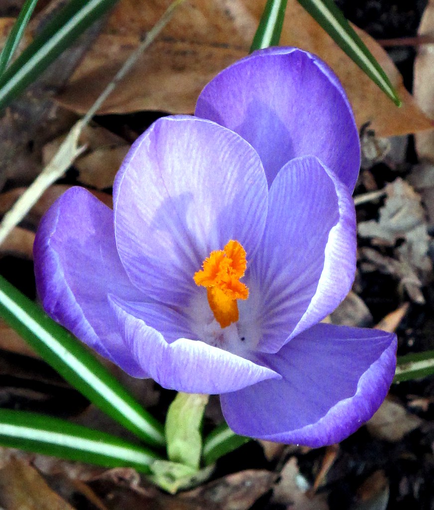 Crocus, Kentlands Flowers IMG_4665 Photowalk through the K… Flickr