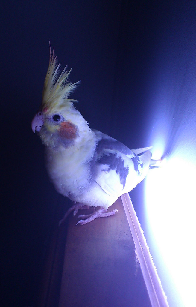 Cockatiel My cockatiel came to visit in the bedroom last n… Flickr
