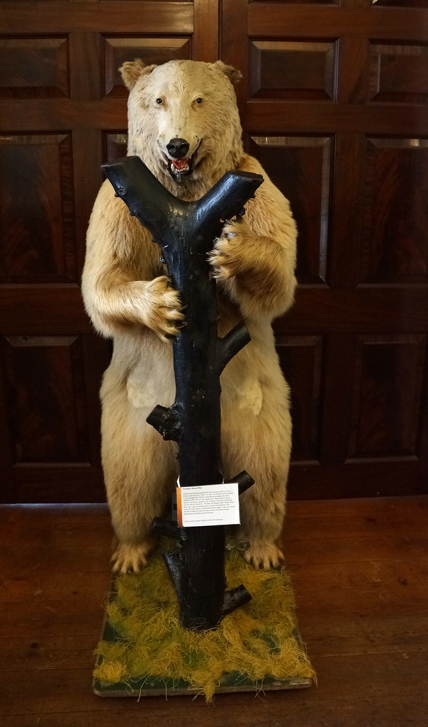 Bear in the museum Stuffed bear on display in clifton park… Flickr