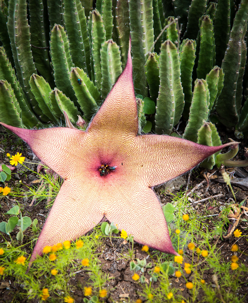 stink flower jomilo75 Flickr