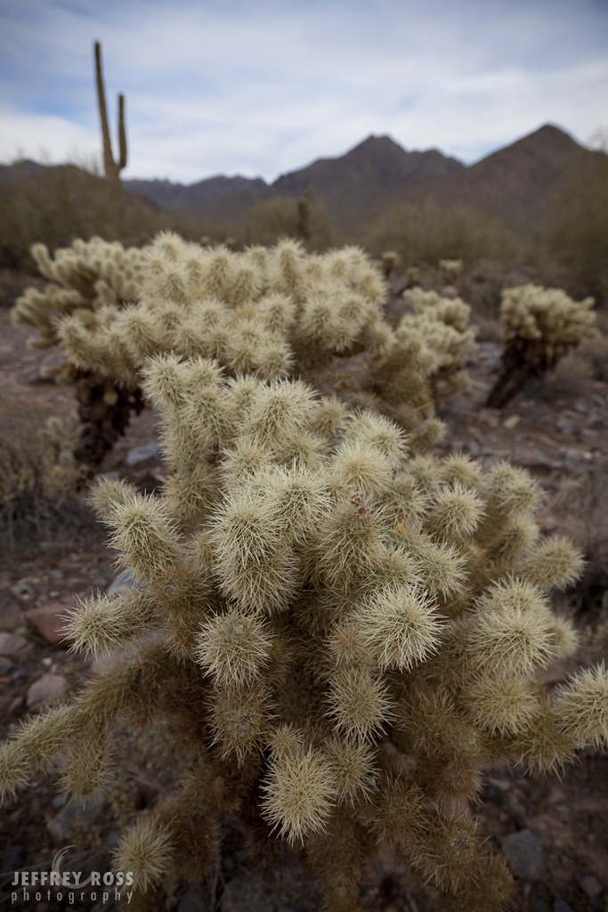Jumping Cholla cactus in Scottsdale, Arizona Jumping Choll… Flickr