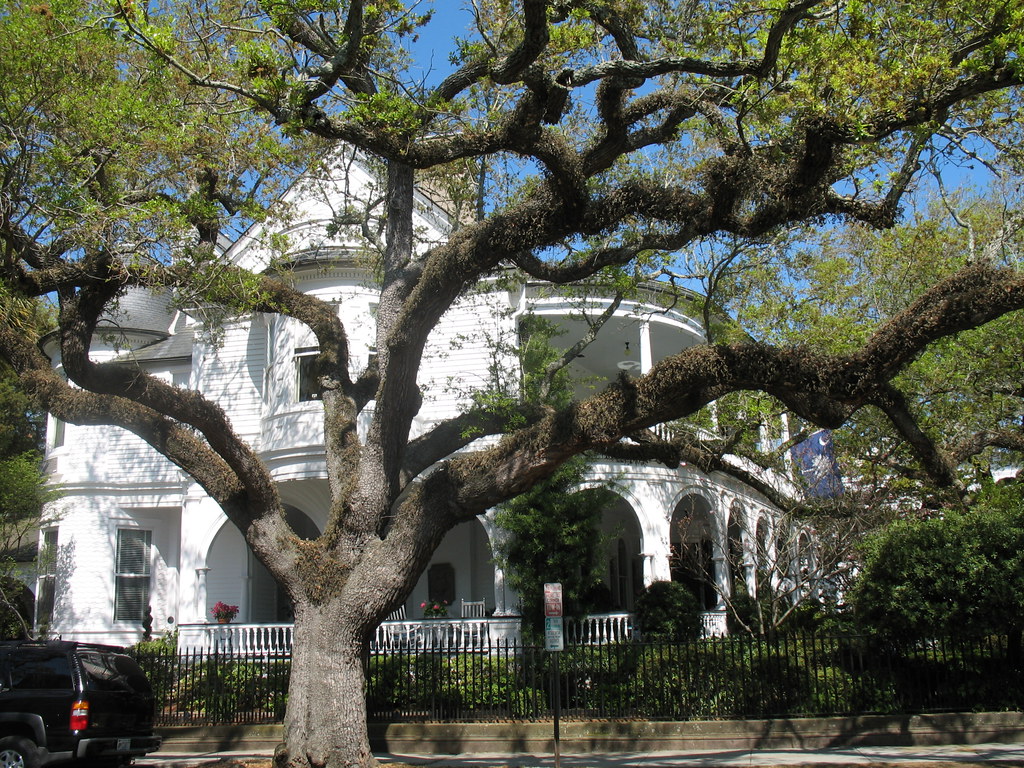 Live Oak, Charleston, SC A grand live oak (evergreen) befo… Flickr