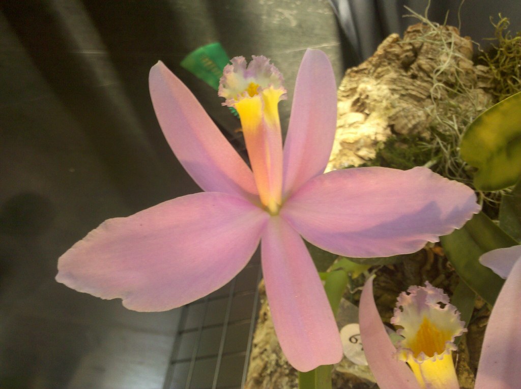 Orchids San Francisco Orchid Society salutes the Golden Ga… Flickr