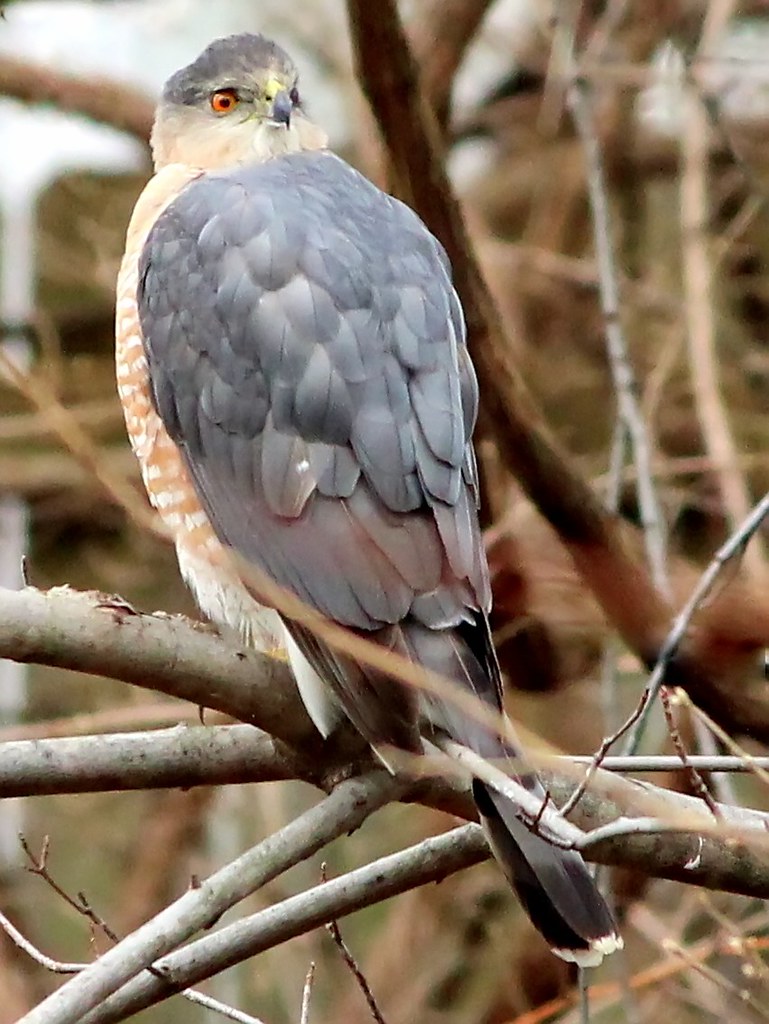 To my Indiana flicker friends (Coopers Hawk) I have to say… Flickr
