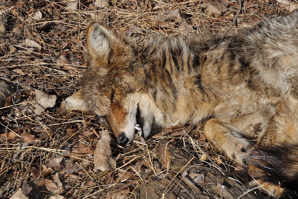 Dead Coyote DSC_4178 Hiked a long way to get close to this… Flickr